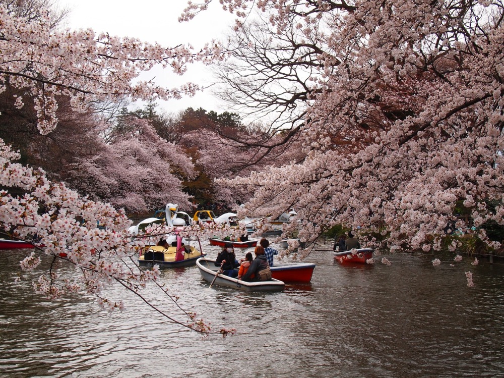 inokashira park sakura